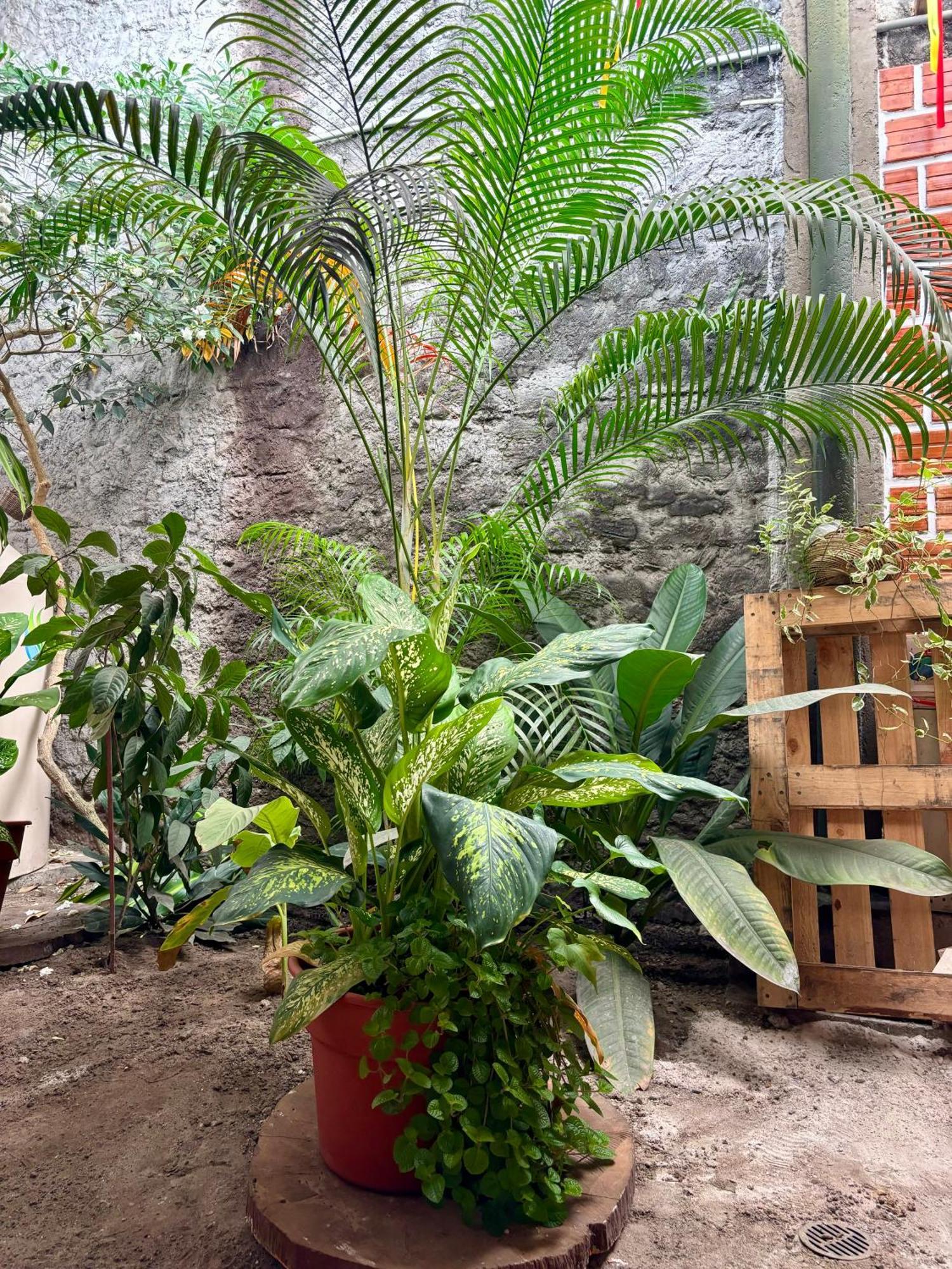Guest house Casa Amazonica